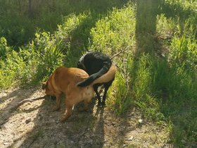 2021-09-13_14-17-53 Argo and Mushka (c) Kerry Hyde.jpg